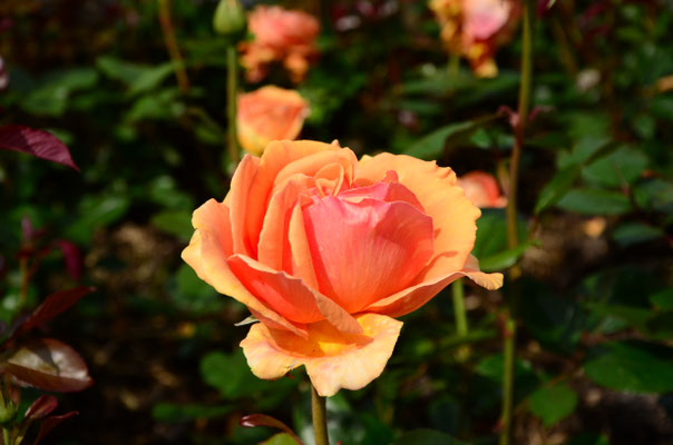 Rose (île de Mainau, Bade-Wurtemberg, Allemagne)  Juin 2016