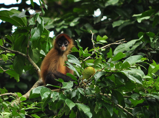 Singe-araignée aux mains noires (Parc national de Tortuguero, Costa Rica)  Juillet 2014