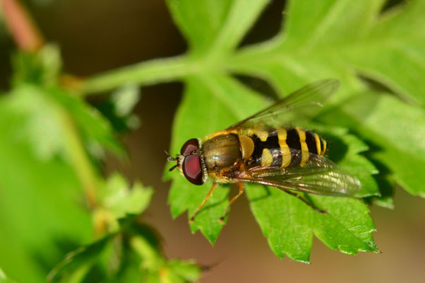 Syrphe du groseiller