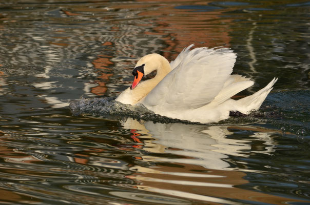 Cygne