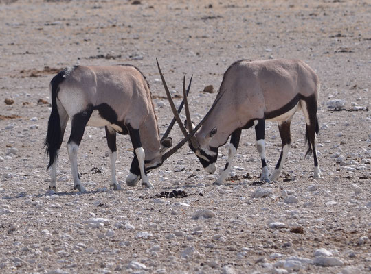 Oryx en train de combattre (Parc national d'Etosha, Namibie)  Octobre 2016
