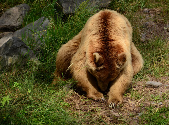Ours brun (Parc animalier de Sainte-Croix, Moselle)  Juin 2016