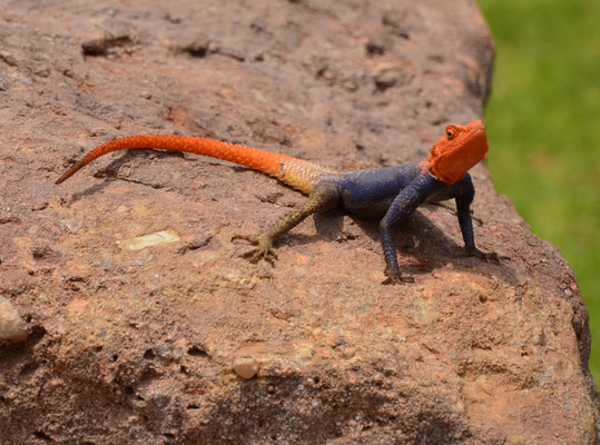 Agame des rochers (Twyfelfontein, Namibie)  Octobre 2016