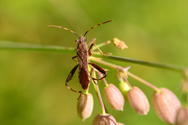 Punaise aux pieds courbés
