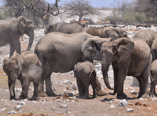 Troupeau d'éléphants (Parc national d'Etosha, Namibie)  Octobre 2016