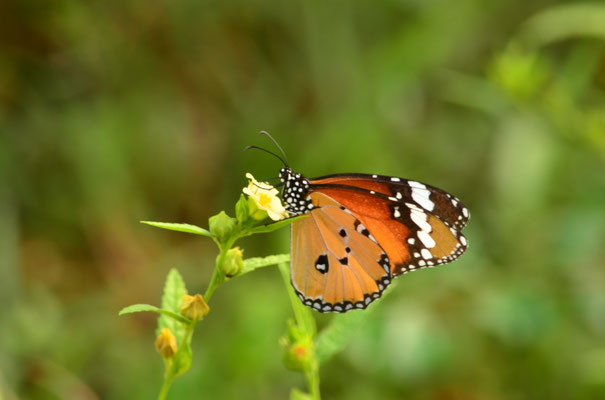 Petit monarque (Karaikudi, Tamil Nadu, Inde)