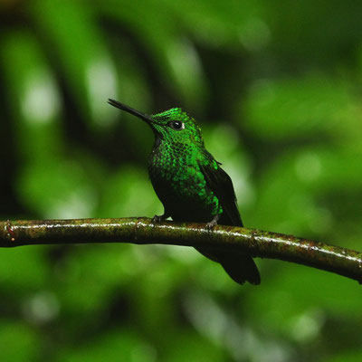 Colibri (Costa Rica)