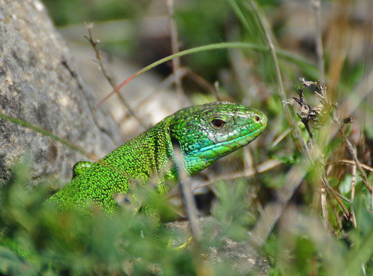 Lézard vert (Coteau du Bollenberg, Haut-Rhin)  Mai 2014