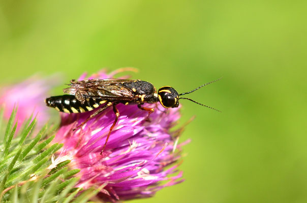 Mouche à scie peinte