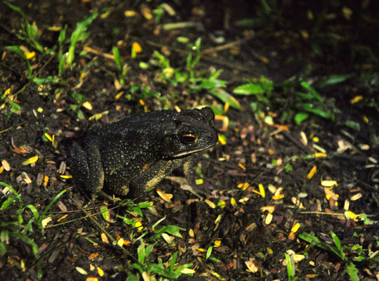 Crapaud buffle (Tortuguero, Costa Rica)  Juillet 2014