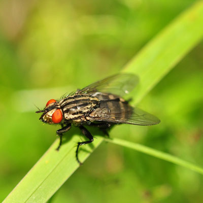 Mouche à damier (Alsace)