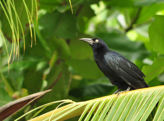 Quiscale à longue queue mâle (Côte Pacifique du Costa Rica)  Juillet 2014