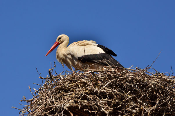 Cigogne, animal emblématique de l'Alsace (Strasbourg)