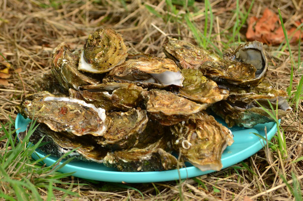 Huîtres