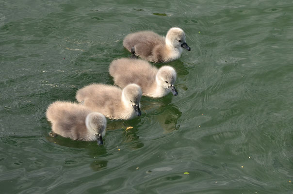 Bébés cygnes (Alsace, France)