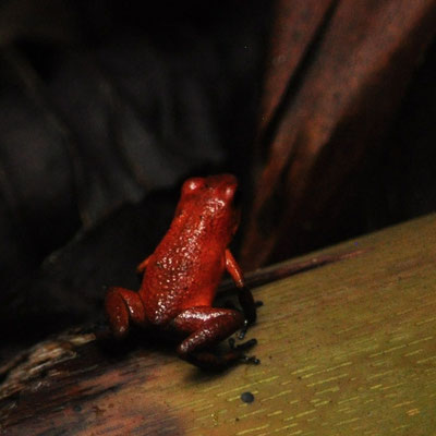 Dendrobate fraise (Costa Rica)