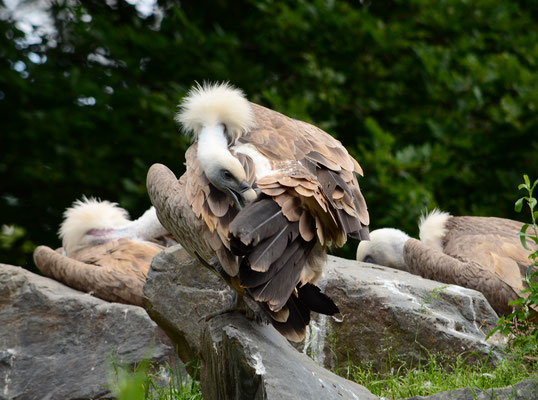 Vautours fauves (Parc animalier de Sainte-Croix, Moselle)  Juin 2016