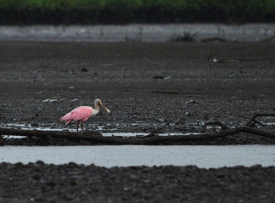 Spatule rosée (Berge de la rivière Tarcoles, Costa Rica)  Juillet 2014