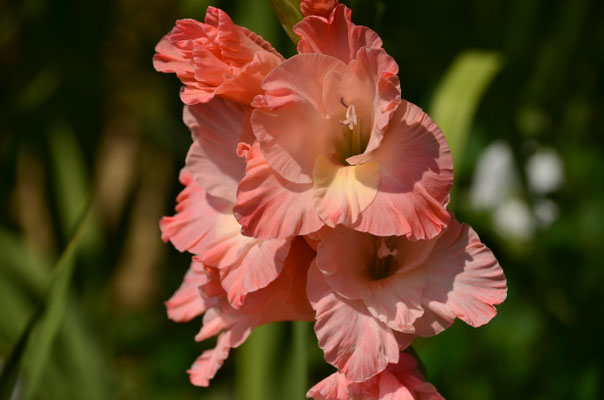 Glaïeul