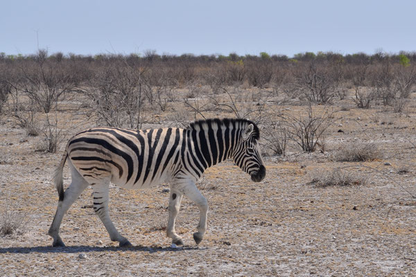 Zèbre des plaines (Etosha, Namibie)