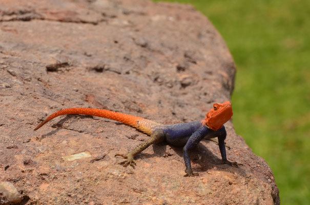 Agame des rochers, Twyfelfontein, Namibie