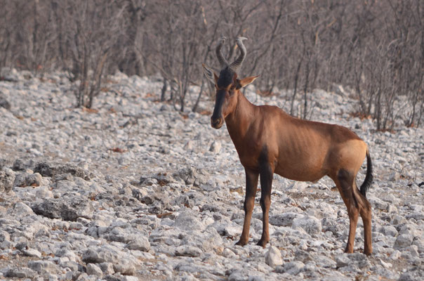 Bubale roux (Parc national d'Etosha, Namibie)  Octobre 2016