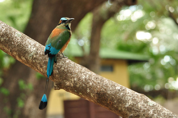 Motmot à sourcils bleus (Canyon de la Vieja Lodge)