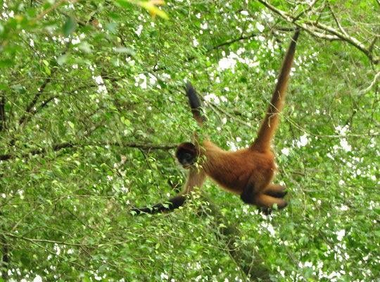 Singe-araignée aux mains noires (Parc national de Tortuguero, Costa Rica)  Juillet 2014