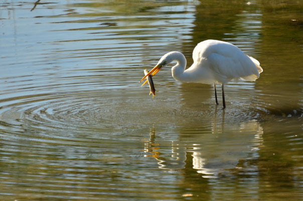 Grande aigrette (Petite Camargue alsacienne)