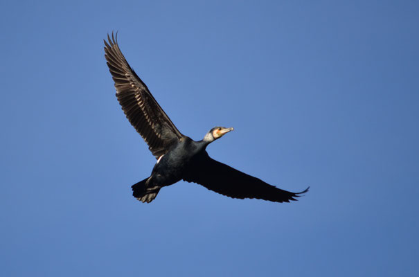 Grand cormoran (Alsace, France)