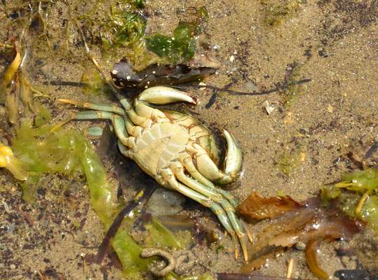 Crabe vert (Arradon, Morbihan)  Août 2020