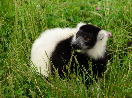 Vari noir et blanc (Parc animalier de Sainte-Croix, Moselle)  Juin 2016