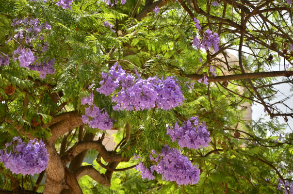 Jacaranda (Lagos, Portugal)