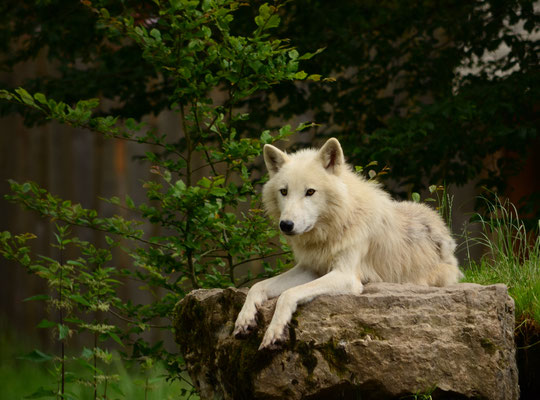 Loup arctique (Parc animalier de Sainte-Croix, Moselle)  Juin 2016