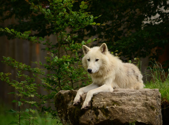 Loup arctique (Parc animalier de Sainte-Croix, Moselle)  Juin 2016