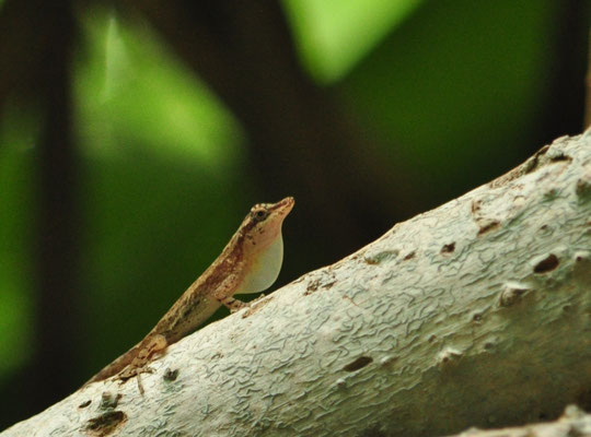 Anolis svelte (Carara, Costa Rica)  Juillet 2014