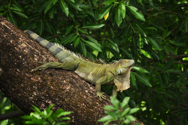 Iguane vert
