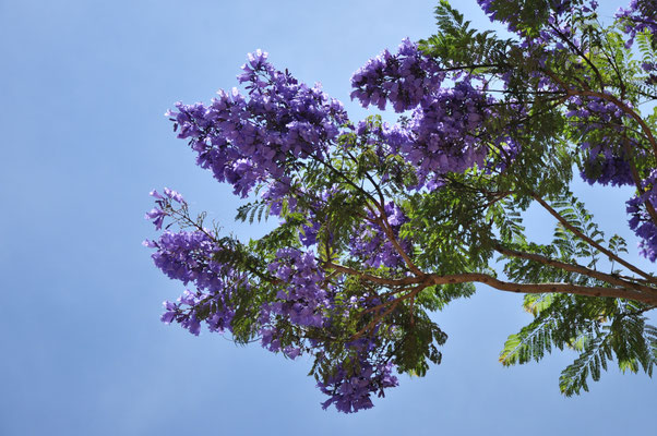 Catalpa (Trai Mat, Vietnam)
