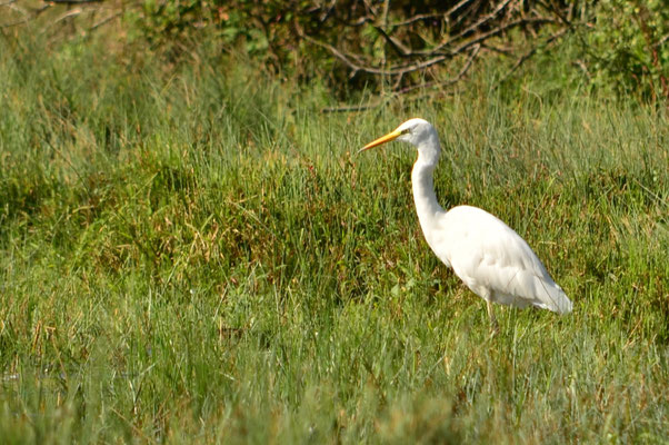Grande aigrette