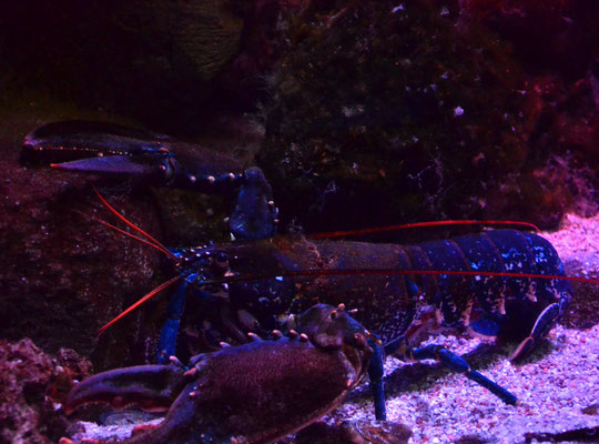 Homard européen (Aquarium de Paris)  Juin 2017