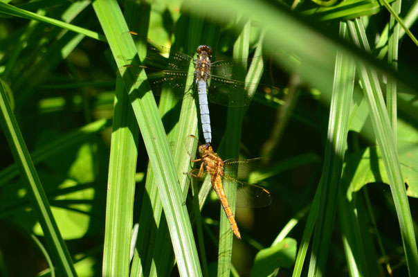 Couple d'orthétrums bleuissants (Alsace, France)