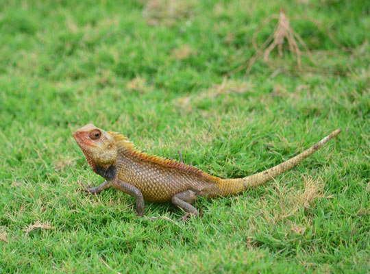 Caméléon indien (Mahabalipuram, Inde)  Novembre 2018