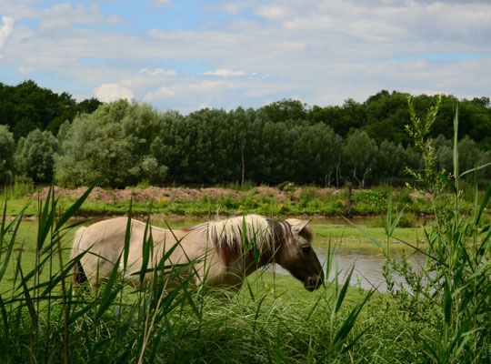 Cheval Tarpan