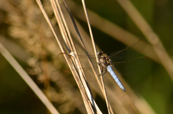 Orthétrum bleuissant