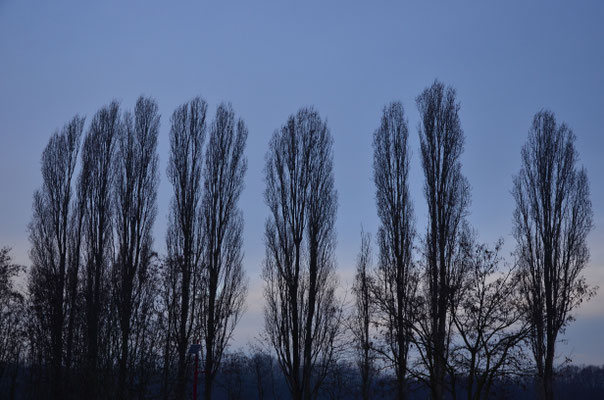 Arbres en hiver