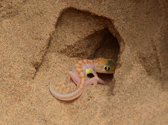 Gecko palmé du désert (désert du Namib, Namibie)  Octobre 201