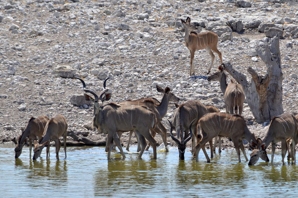 Koudous (Parc national d'Etosha, Namibie)  Octobre 2016