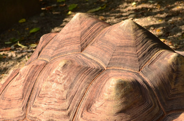 Carapace d'une tortue géante