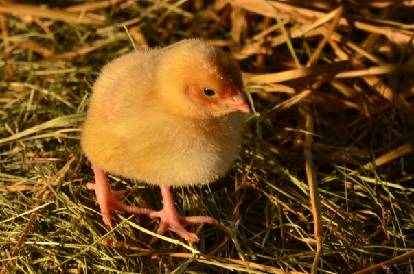 Poussin