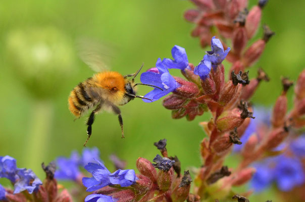 Bourdon des champs en vol